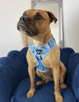 Blue 70s Swirl Pattern Dog Harness, 5 of 8