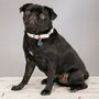 Thurlestone Rainbow Pastel Striped Dog Collar, thumbnail 7 of 7