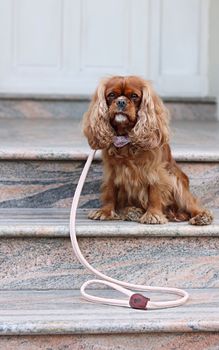 The Rose Luxury Leather Lead, 4 of 4
