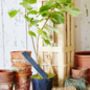 Personalised Godfather Hazel Tree Gift, thumbnail 1 of 6
