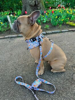 Safari Print Dog Harness Bundle Collar Bow Tie Set, 4 of 12