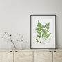 Maidenhair Fern, Botanical Art Print, thumbnail 1 of 2